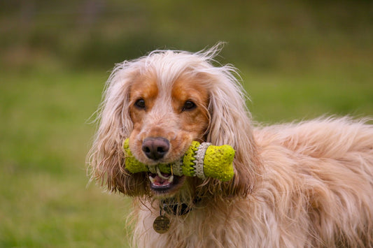 Why Natural Supplements Are Your Dog's New Best Friend: Ditch the Sugary Gummies!